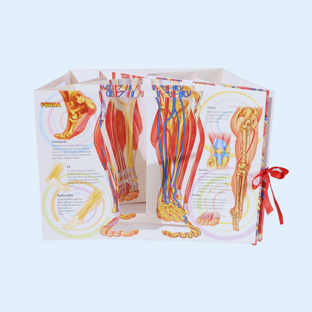 Customized Pop-up Book for Human