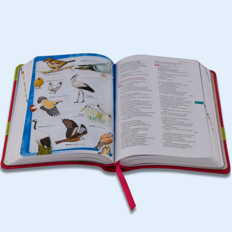 Bible Books & Children Colorful Bible Printing Services Holy Bible English or Spanish Version